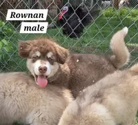 Rownan, a male Alaskan Malamute for sale in Crivitz, WI – 3 of 5
