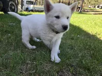 Marshmallow , a female Alaskan Malamute for sale in Crivitz, WI – 3 of 5