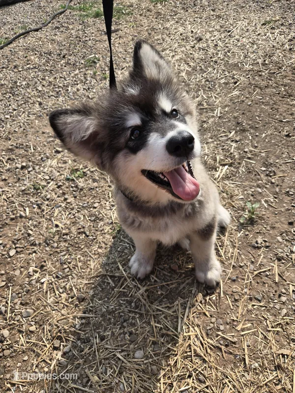 Duke – Alaskan Malamute puppy for sale in Crivitz, WI