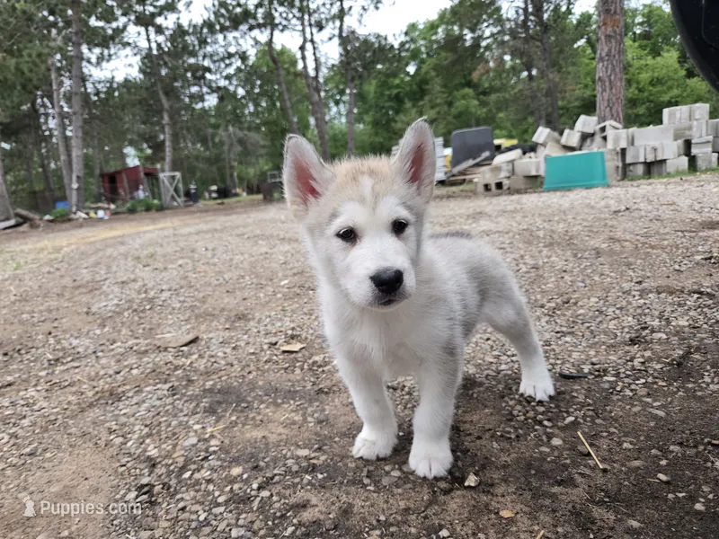 Remy – Alaskan Malamute puppy for sale in Crivitz, WI