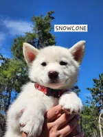 Snowcone, a female Alaskan Malamute for sale in Crivitz, WI – 3 of 5