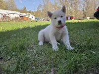 Sugar, a female Alaskan Malamute for sale in Crivitz, WI – 5 of 6