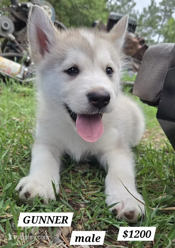 Gunner – Alaskan Malamute puppy for sale in Crivitz, WI