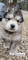 THATCHER , a male Alaskan Malamute for sale in Crivitz, WI – 3 of 7