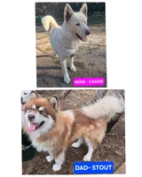 Kai, a male Alaskan Malamute for sale in Crivitz, WI – 2 of 2