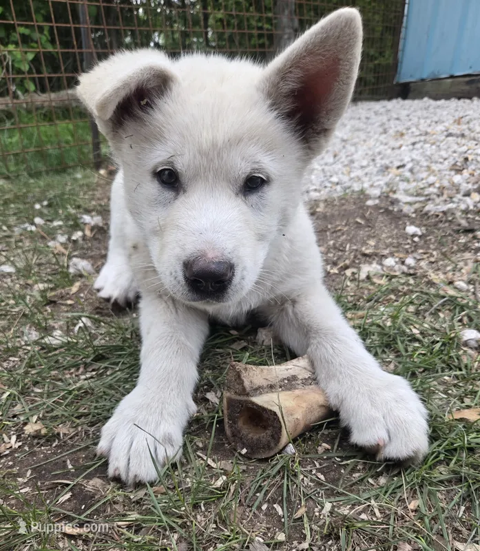 Marshmallow  – Alaskan Malamute puppy for sale in Crivitz, WI