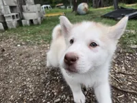 Birdie, a female Alaskan Malamute for sale in Crivitz, WI – 3 of 3