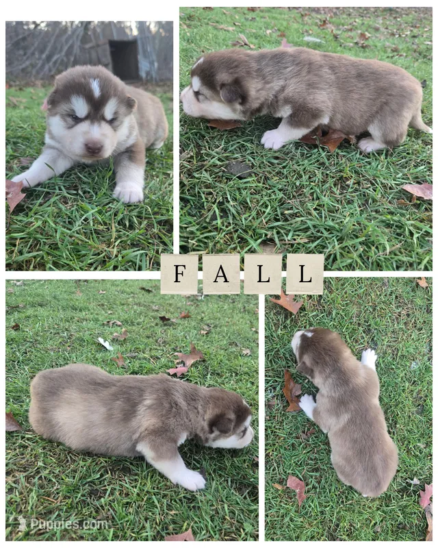 Fall – Alaskan Malamute puppy for sale in Crivitz, WI