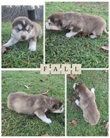 Fall, a male Alaskan Malamute for sale in Crivitz, WI – 1 of 2