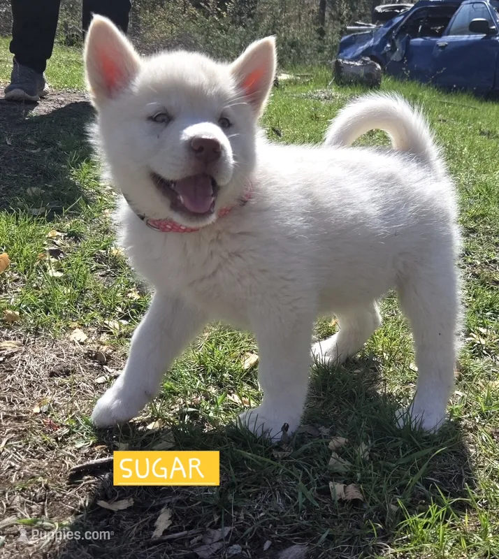 Sugar – Alaskan Malamute puppy for sale in Crivitz, WI