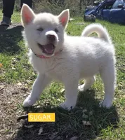 Sugar, a female Alaskan Malamute for sale in Crivitz, WI – 1 of 6