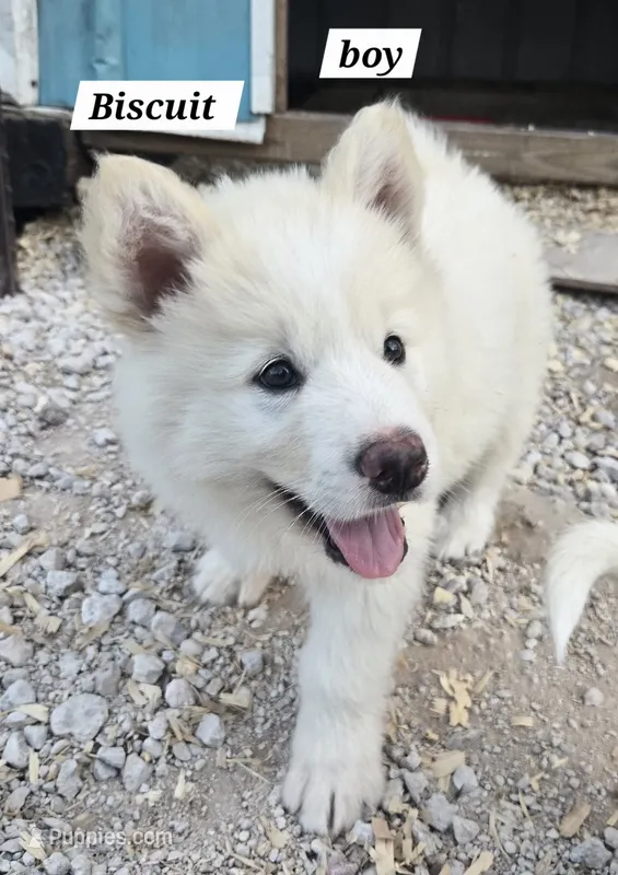 Biscuit  – Alaskan Malamute puppy for sale in Crivitz, WI