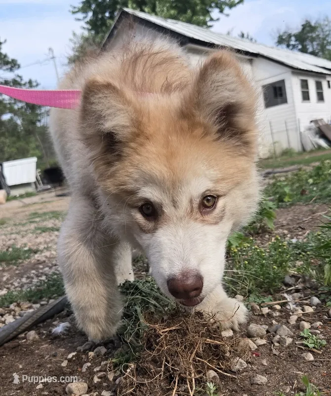 Naomi  – Alaskan Malamute puppy for sale in Crivitz, WI