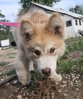 Naomi , a female Alaskan Malamute for sale in Crivitz, WI – 1 of 4