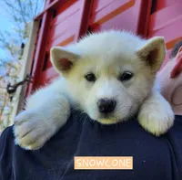 Snowcone, a female Alaskan Malamute for sale in Crivitz, WI – 2 of 5