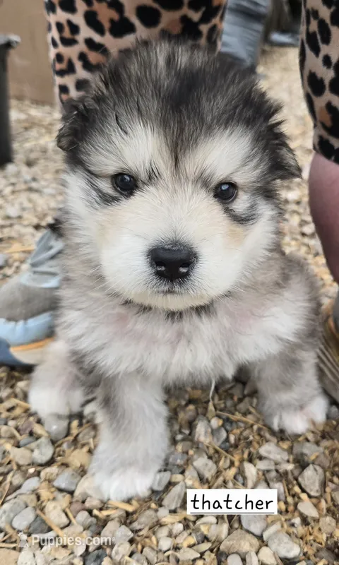 THATCHER  – Alaskan Malamute puppy for sale in Crivitz, WI