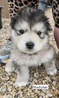 THATCHER , a male Alaskan Malamute for sale in Crivitz, WI – 1 of 7