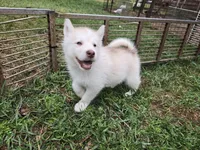 Colt, a male Alaskan Malamute for sale in Crivitz, WI – 4 of 4