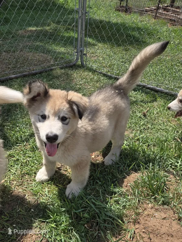 Thatcher  – Alaskan Malamute puppy for sale in Crivitz, WI