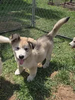 Thatcher , a male Alaskan Malamute for sale in Crivitz, WI – 1 of 5
