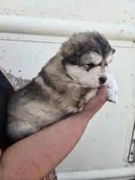Porter , a male Alaskan Malamute for sale in Crivitz, WI – 2 of 3