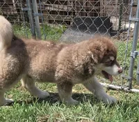 Rownan, a male Alaskan Malamute for sale in Crivitz, WI – 4 of 5