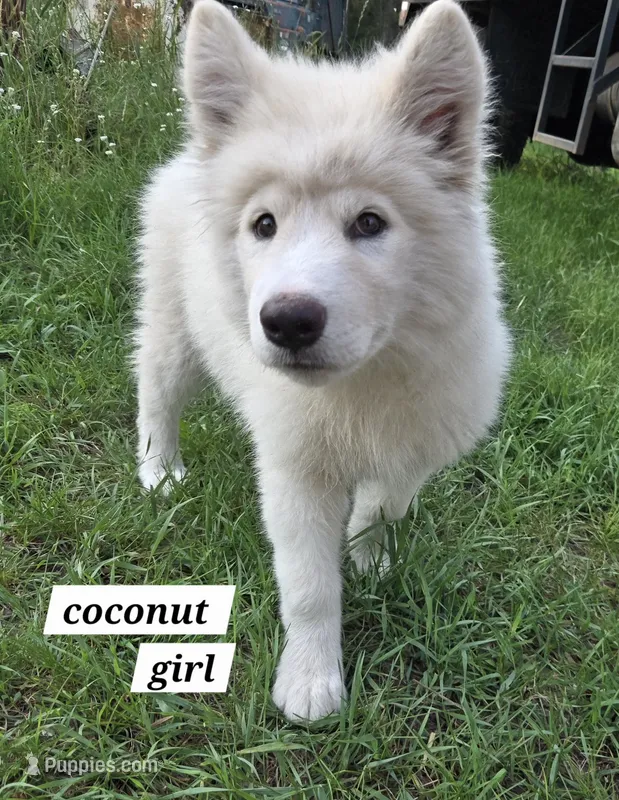 Coconut – Alaskan Malamute puppy for sale in Crivitz, WI