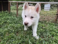 Colt, a male Alaskan Malamute for sale in Crivitz, WI – 2 of 4