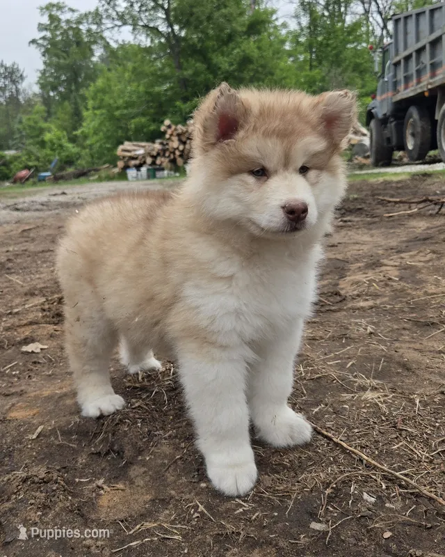 Amelia  – Alaskan Malamute puppy for sale in Crivitz, WI
