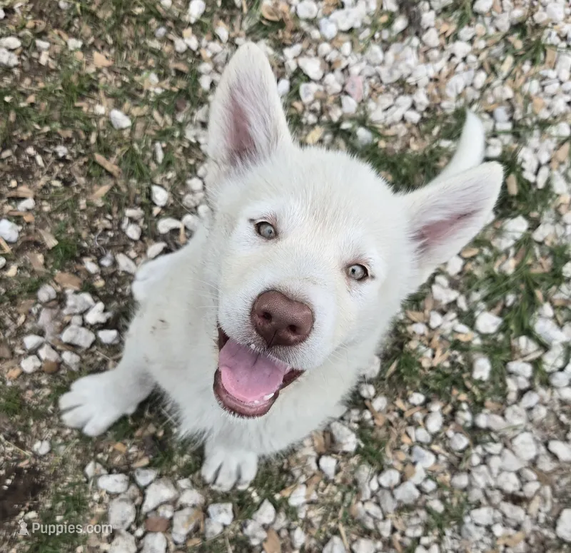 Sugar – Alaskan Malamute puppy for sale in Crivitz, WI
