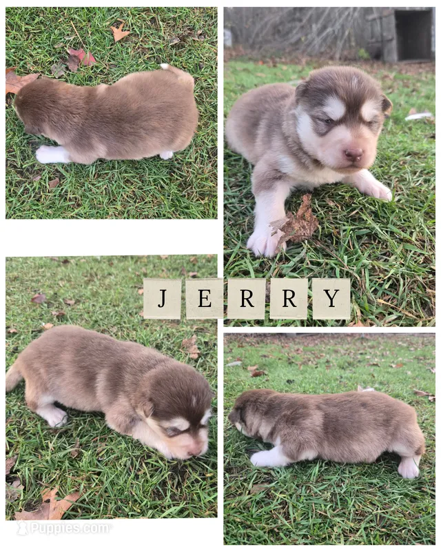 Jerry – Alaskan Malamute puppy for sale in Crivitz, WI