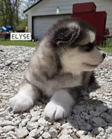 Elyse, a female Alaskan Malamute for sale in Crivitz, WI – 2 of 6