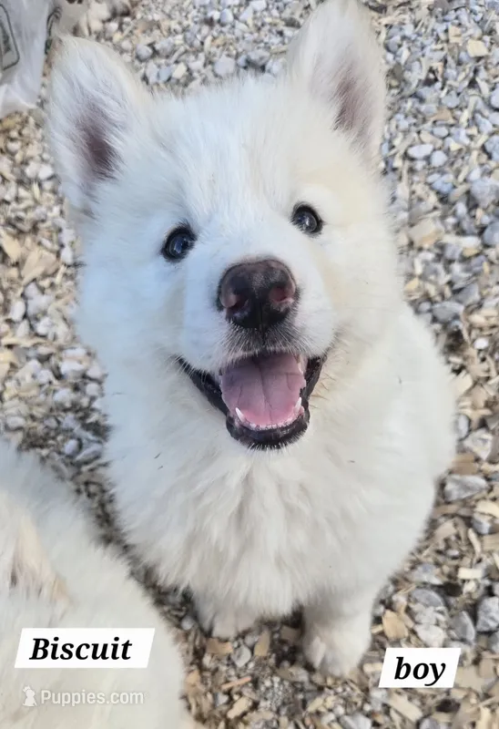 Biscuit  – Alaskan Malamute puppy for sale in Crivitz, WI
