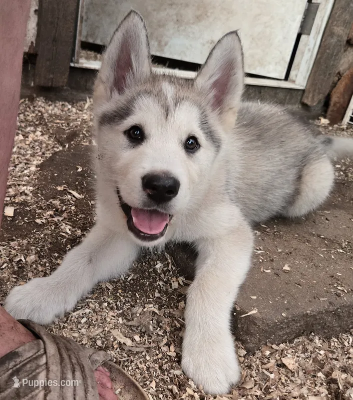 Gunner – Alaskan Malamute puppy for sale in Crivitz, WI