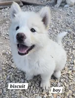 Biscuit , a male Alaskan Malamute for sale in Crivitz, WI – 2 of 3