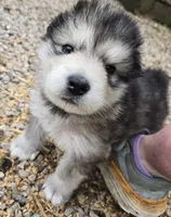 THATCHER , a male Alaskan Malamute for sale in Crivitz, WI – 4 of 7