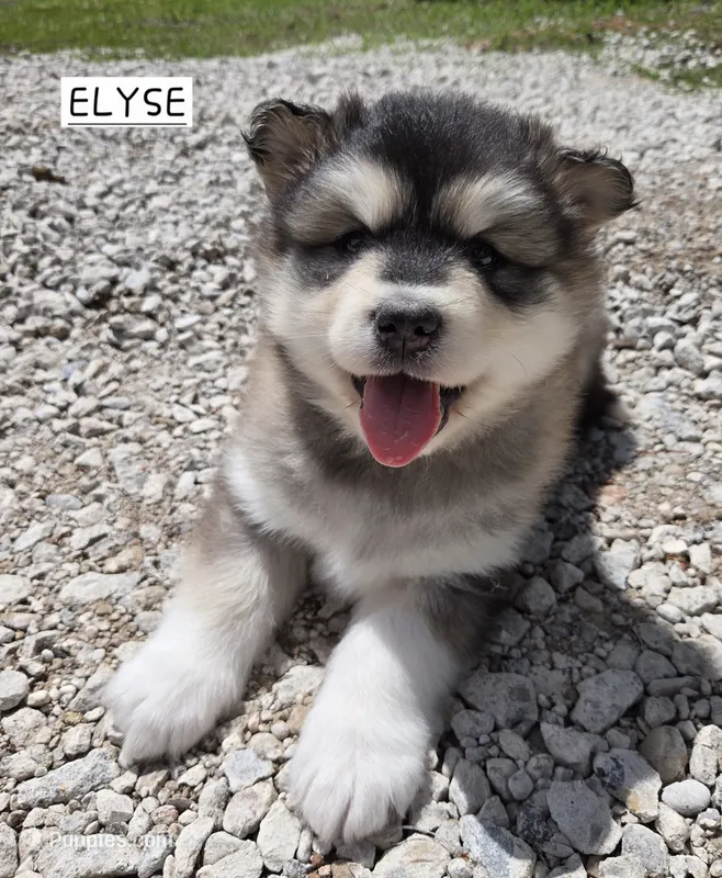 Elyse – Alaskan Malamute puppy for sale in Crivitz, WI