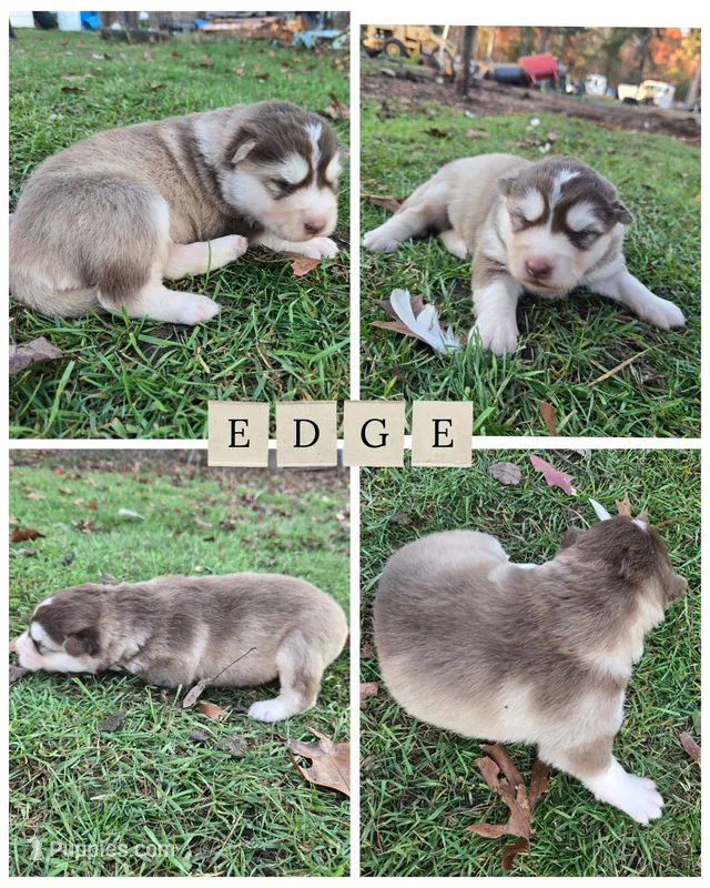 Edge – Alaskan Malamute puppy for sale in Crivitz, WI