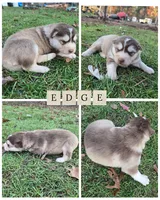 Edge, a male Alaskan Malamute for sale in Crivitz, WI – 1 of 2