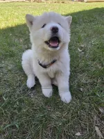 Coconut, a female Alaskan Malamute for sale in Crivitz, WI – 3 of 5