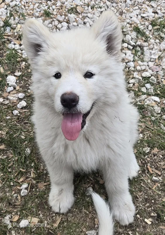 Coconut – Alaskan Malamute puppy for sale in Crivitz, WI