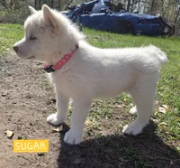 Sugar, a female Alaskan Malamute for sale in Crivitz, WI – 3 of 6