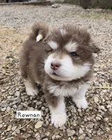 Rownan, a male Alaskan Malamute for sale in Crivitz, WI – 4 of 4