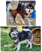 Thatcher , a male Alaskan Malamute for sale in Crivitz, WI – 5 of 5