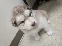 Amelia , a female Alaskan Malamute for sale in Crivitz, WI – 5 of 5