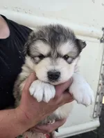 Porter , a male Alaskan Malamute for sale in Crivitz, WI – 1 of 3