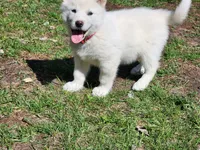Chickin, a male Alaskan Malamute for sale in Crivitz, WI – 2 of 4