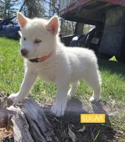 Sugar, a female Alaskan Malamute for sale in Crivitz, WI – 2 of 6