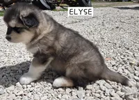 Elyse, a female Alaskan Malamute for sale in Crivitz, WI – 6 of 6