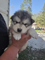 Porter , a male Alaskan Malamute for sale in Crivitz, WI – 3 of 3